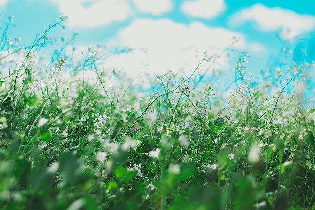 Allergie Allergie